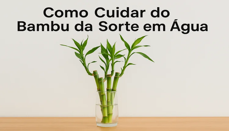 Como cultivar bambu-da-sorte na água e renovar sua energia com limpeza espiritual.
